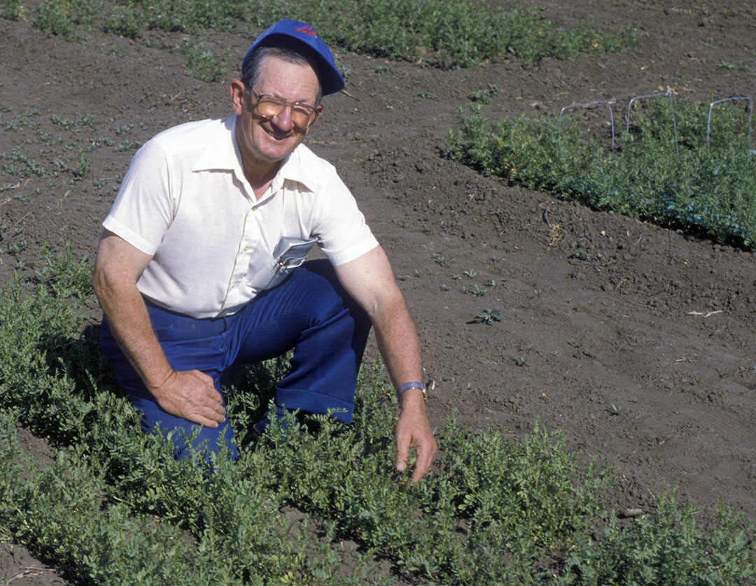 Research and innovation by USask scientists has been the key to Canada’s global success in pulse crops, with a great measure of credit going to Al Slinkard who paved the way. (Photo: USask archives)