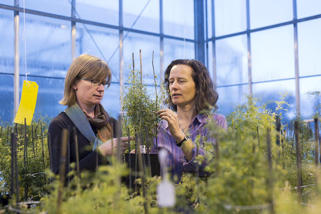 Crop Development Centre molecular pulse breeder Dr. Kirsten Bett and pulse pathologist Dr. Sabine Banniza examine lentil plants growing at the College of Agriculture and Bioresources greenhouses. (Photo: David Stobbe for USask)