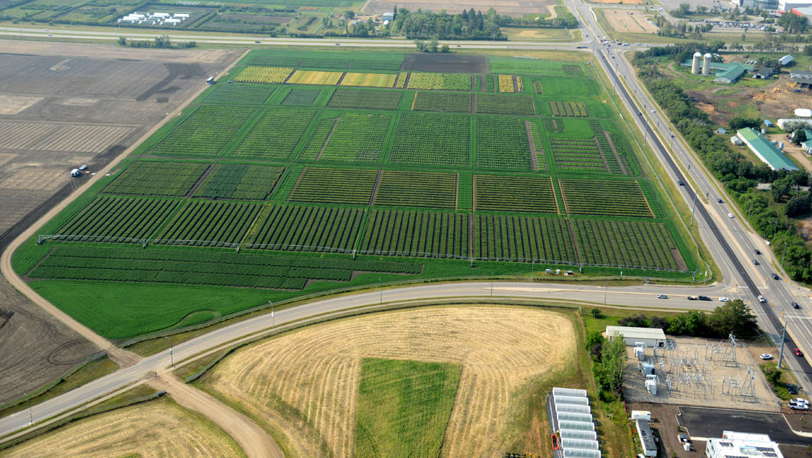 USask Crop Science Field Lab research plots on Preston Avenue, July 2023 (photo by Airscapes International)