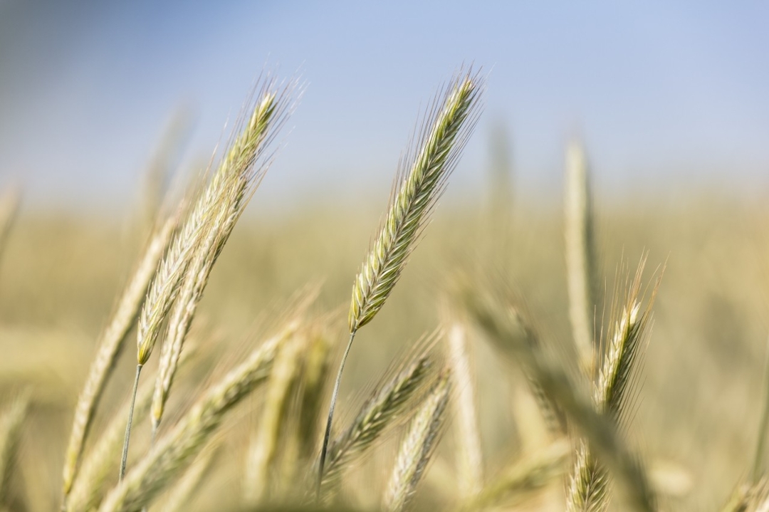 Rye only became a pure cultivated species 5,000-6,000 years ago. Its complex genome has just been fully decoded for the first time. (Photo: KWS Lochow GmbH, 2020)