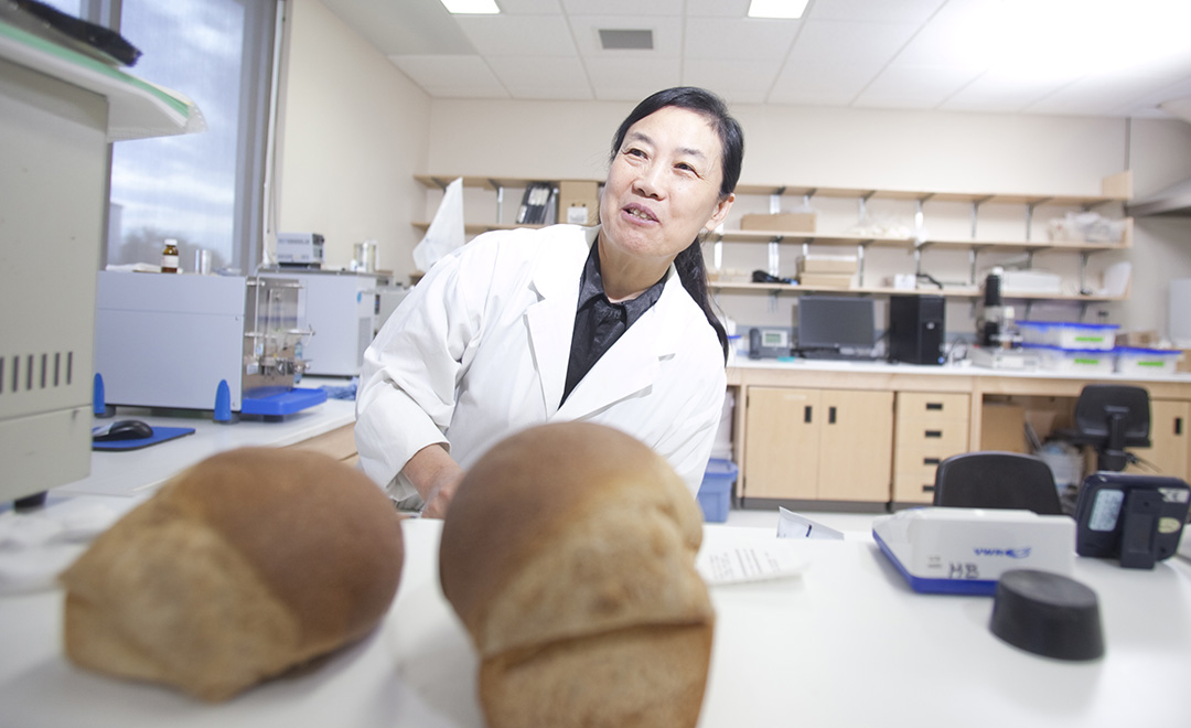 CDC researcher Shuhua Zou works in the Crop Development Centre’s Grain Innovation Lab in Saskatoon. Her work supports the CDC’s spring wheat and canaryseed breeding programs, led by Pierre Hucl. (Photo: David Stobbe for USask